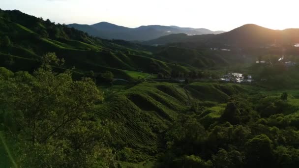 Aerial Largest Tea Plantation Cameron Highlands Covered Green Vegetation Malaysia — Stock Video