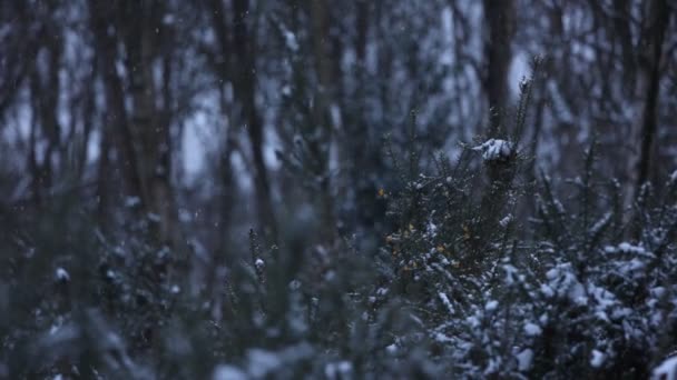 Una Cámara Lenta Nieve Cayendo Sobre Los Arbustos Los Árboles — Vídeos de Stock