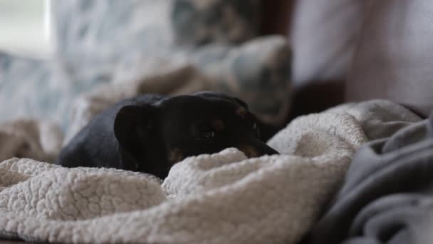 Black和Tan Dachshund躺在毛毯上的沙发上睡着了 — 图库视频影像