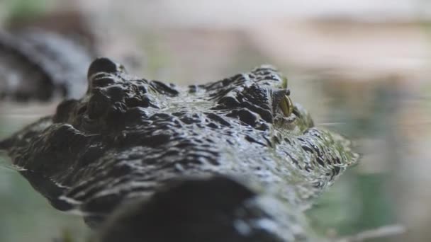 鳄鱼头在水面外的有选择的聚焦特写 — 图库视频影像