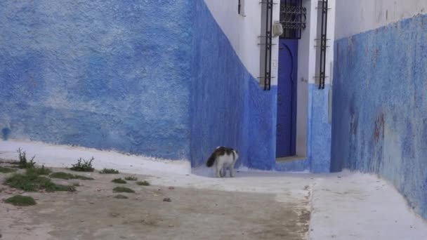 Крупный План Красивой Кошки Идущей Рядом Зданиями Рабате Марокко — стоковое видео