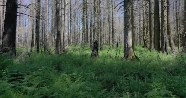 Forest Fire Recovery Year Later Columbia River Gorge Dead Trees — Stock Video