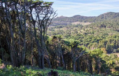 Güzel Sintra Cascais Doğal Parkı ağaçlarla kaplı.