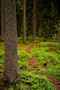 Yoğun ağaçlarla çevrili bir orman yolu.