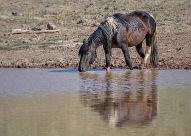 Cody, Wyoming 'deki McCullough Tepeleri bölgesinde gölet suyundan su içen tüylü bir Mustang atı.