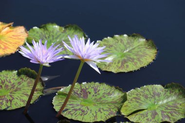 Su yüzeyinde lotus yapraklı pigme tropikal nilüfer çiçekleri.