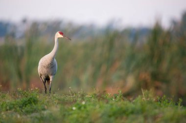 Yeşil çimlerin üzerinde yeşil bataklık otlarının pürüzsüz dokulu arka planına sahip bir Kum Tepesi Turnası duruyor.