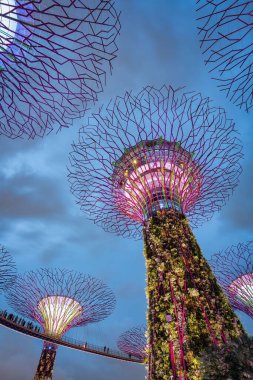 Geceleri Singapur 'da, körfez kenarındaki Gardens kulelerinin dikey alçak açılı bir görüntüsü.