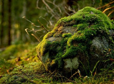 Ormandaki yosun kaplı kayalara yakın çekim