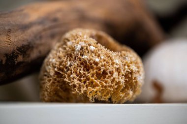 Seçici odak noktasında bir süngerin yakın çekimi