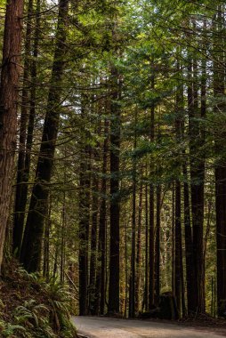 Kuzey Kaliforniya, ABD 'deki Redwood Ulusal ve State Park' taki sekoya ağaçlarında bir patikanın dikey görüntüsü