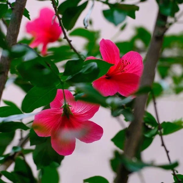 Красивый Розовый Гибискус Саду — стоковое фото