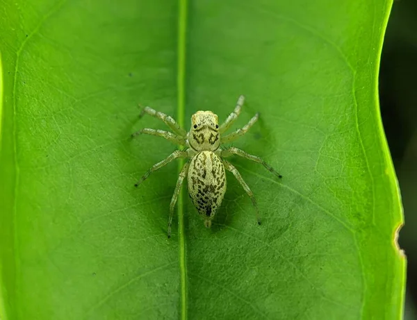 Makro Skákajícího Pavouka Phintella Versicolor Zeleném Listu — Stock fotografie