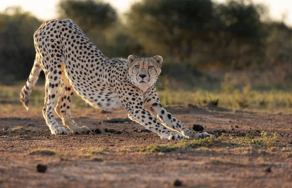 Güzel Bir Çita Sırtını Bir Çayıra Uzatıyor — Stok fotoğraf