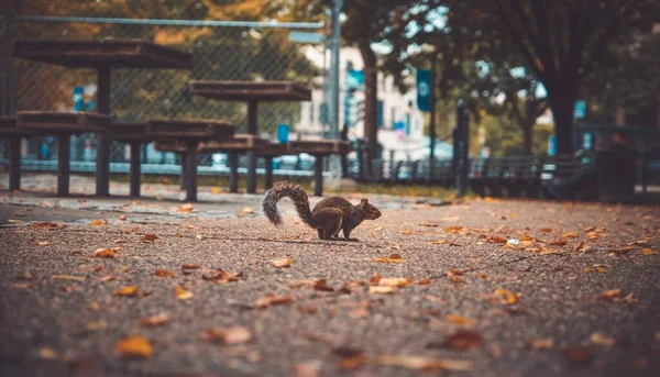 Traversée Des Écureuils Dans Parc — Photo