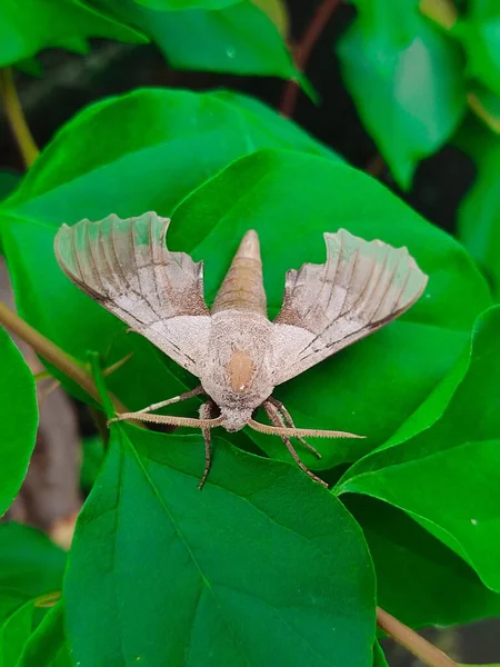 森の中の緑の葉にマルンバの蛾のクローズアップ — ストック写真