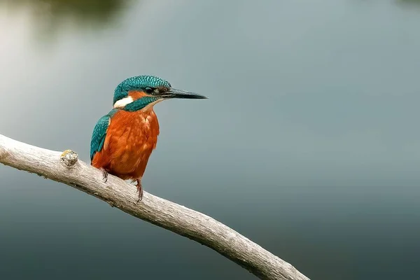 Closeup Shot Common Kingfisher Perched Bare Branch Lake Background Norfolk — Stock Photo, Image
