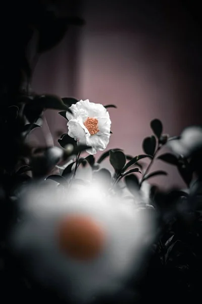 Bahçedeki Kamelya Granthamiana Çiçeğinden Seçici Bir Çiçek — Stok fotoğraf