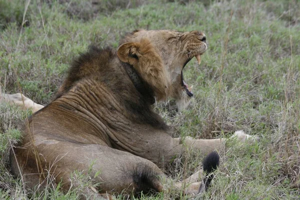 ウガンダのキデポ国立公園でのライオンの銃撃戦 — ストック写真