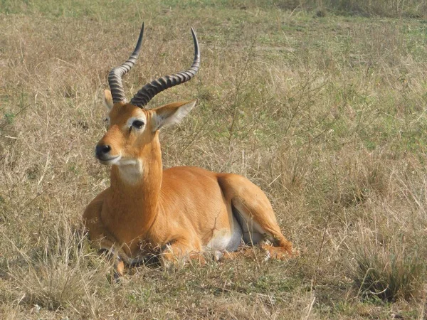 在乌干达的姆伯罗湖国家公园里 一只长着美丽角的普库羚羊躺在草地上 享受着阳光的特写镜头 — 图库照片