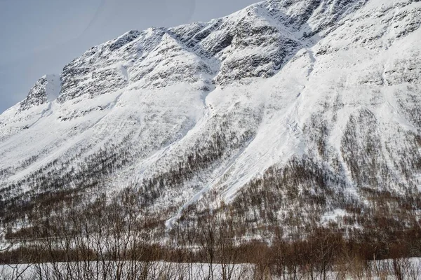 Vinter Växter Med Ett Berg Täckt Med Snö — Stockfoto