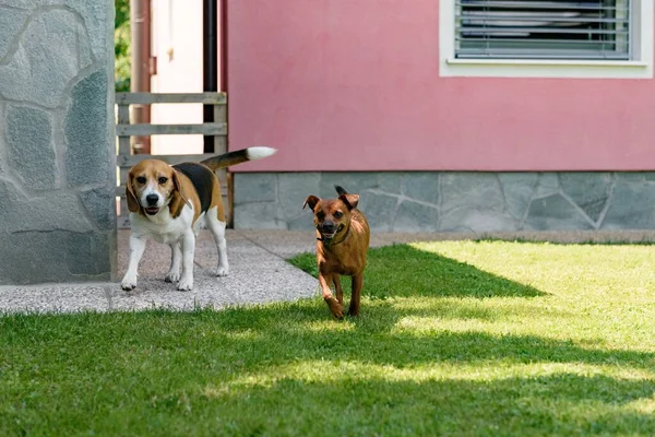 Dos Perros Lindos Jugando Hierba —  Fotos de Stock