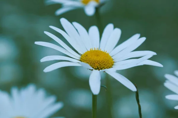 Szelektív Felvétel Egy Fehér Százszorszép Virágról — Stock Fotó