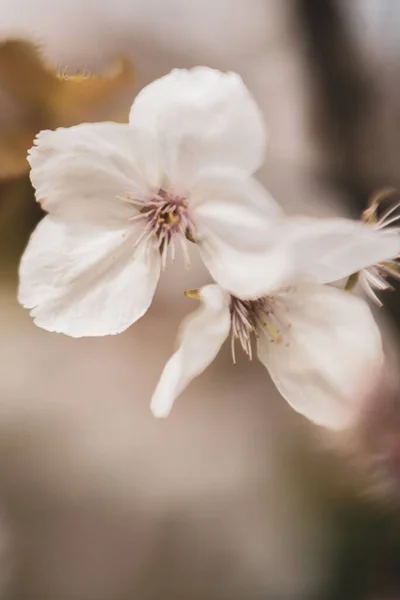 Makro Záběr Třešňových Květů Rozmazaném Pozadí Skvělé Pro Tapety — Stock fotografie