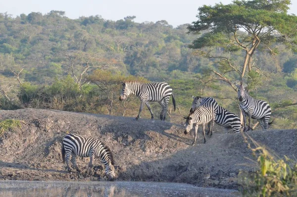Eine Gruppe Zebras Läuft Einem Nationalpark Uganda Felsen Herum — Stockfoto