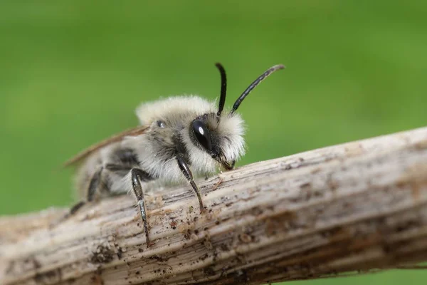 Λεπτομερής Closeup Ένα Ασυνήθιστο Λευκό Έγχρωμο Αρσενικό Πρώιμη Μέλισσα Εξόρυξης — Φωτογραφία Αρχείου