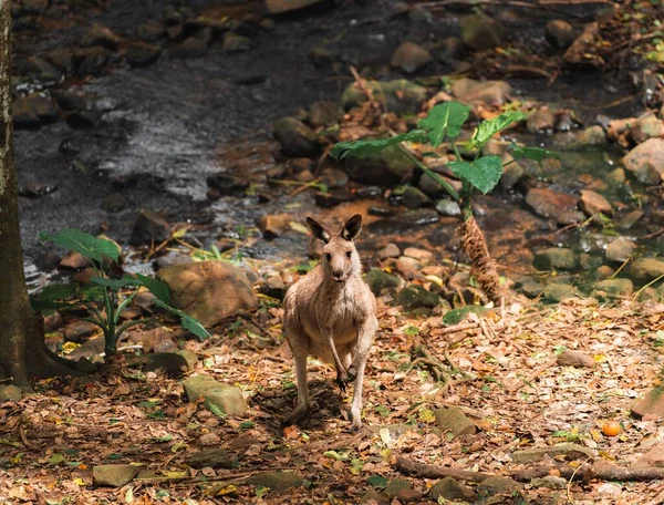 川の横に乾燥した葉で覆われた地面にカンガルーの美しい閉鎖 — ストック写真