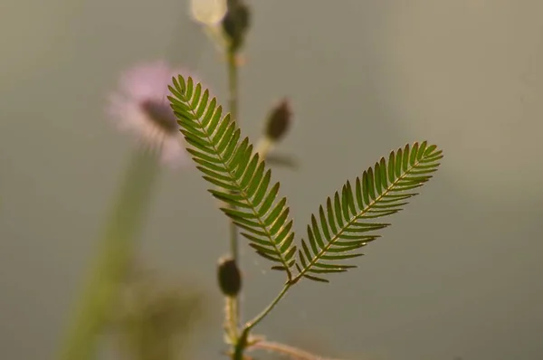 Селективный Фокус Растении Изолированном Размытом Фоне — стоковое фото