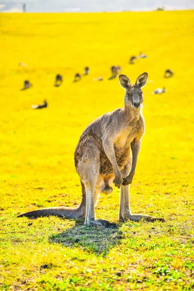 Vertical Shot Kangaroo Yellow Grass — Stock Photo, Image