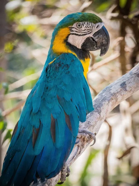 Primer Plano Pájaro Guacamayo Santuario Colombiano Aves —  Fotos de Stock