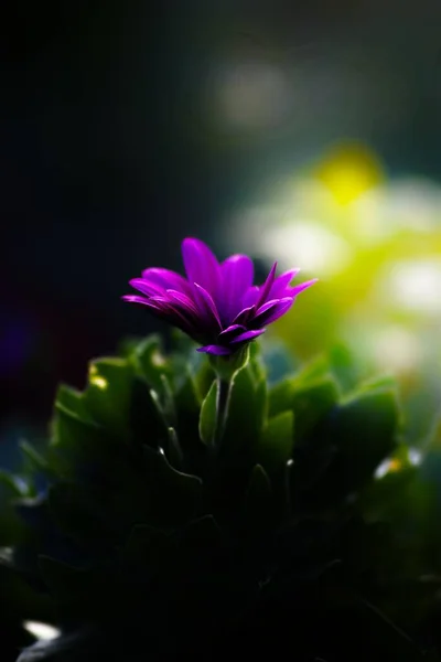 Närbild Blommande Osteospermum Grön Natur Bakgrund — Stockfoto