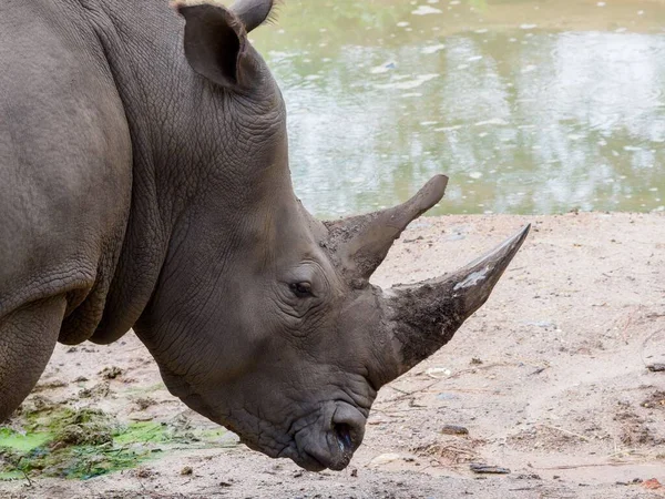Primer Plano Rinoceronte Forrajeando Área Arena — Foto de Stock