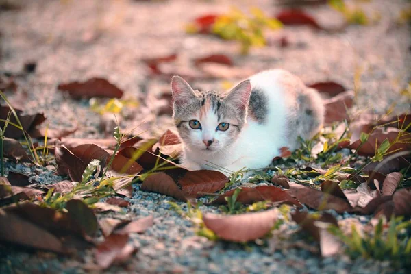 屋外の葉の上で猫のクローズアップショット — ストック写真
