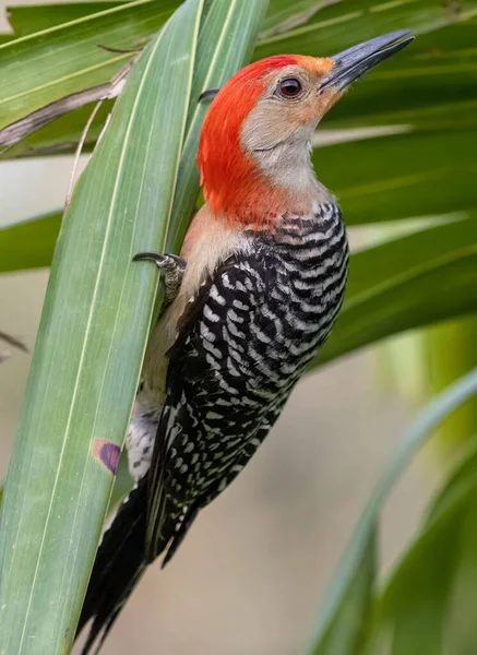 Pájaro Carpintero Pelirrojo Florida Posado Sobre Hojas Verdes — Foto de Stock