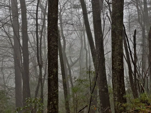 Egy Közeli Kép Fákról Egy Ködös Erdőben — Stock Fotó