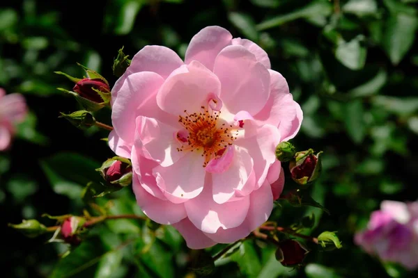 Selective Focus Pink Garden Rose Sunny Day — Stock Photo, Image