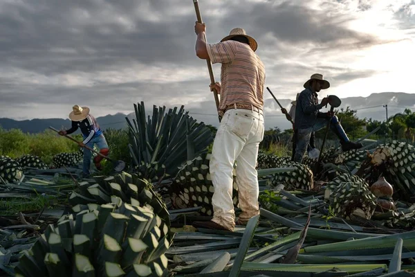 Rolnicy Wycinający Rośliny Agawy Tequila Meksyk Zachmurzonym Niebem Tle — Zdjęcie stockowe