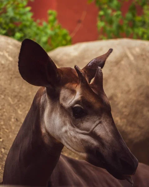 Close Cabeça Okapi — Fotografia de Stock