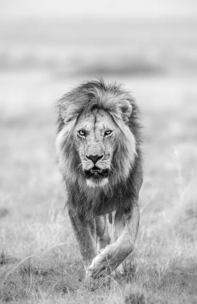 Vertical Greyscale Shot Lion Walking Camera Field — Stock Photo, Image