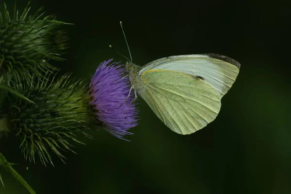 Zbliżenie Adorable Zielono Veined Biały Motyl Purpurowym Oset Kwiat — Zdjęcie stockowe