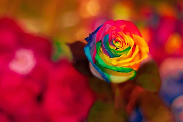 A delicate rose with rainbow-colored petals on the blurred background