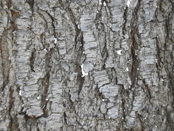 Macro Shot Tree Texture — Stock Photo, Image