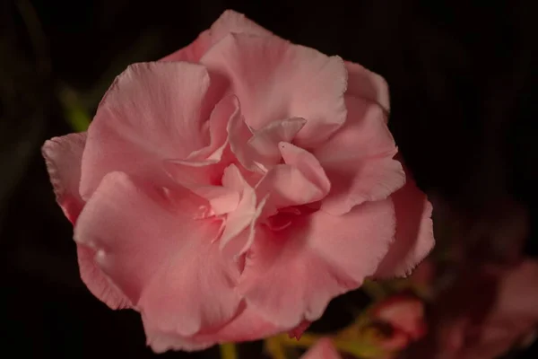 Close Flor Cravo Rosa Dianthus Caryophyllus — Fotografia de Stock