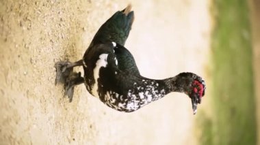 Bir Muscovy ördeğinin HD 'si (Cairina moschata)