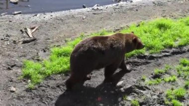 Alaska 'da bir parkta yürüyen vahşi bir boz ayının yüksek açılı görüntüsü.