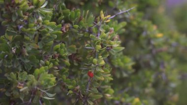 Fas 'taki Imlil vadisinde bir fabrikaya yakın çekim..